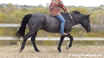 Comets Blue Question - riding bareback and bridleless! - ValleyViewRanch.net
