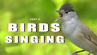 SINGING BIRDS. Part 4/4