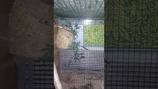 Zebra Finch Cfw X Emprit Haji