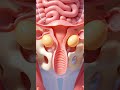 Two Babies in One Womb Explained