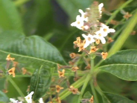 Abeja libando en flor de hierba luisa