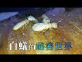 【公民科學】白蟻的祕密世界：你所不知道居家昆蟲｜我們的島(第1068集 2020-08-17)