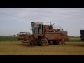 енисей 1200 н пшеница 8 т/га ,wheat 8t / ha, kvieši 8t/ha