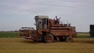 енисей 1200 н пшеница 8 т/га ,wheat 8t / ha, kvieši 8t/ha