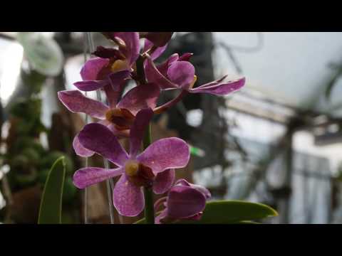 Blooming in Orchidaria/Цъфтеж