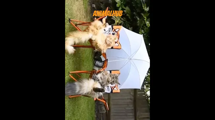 Watch the video about The Maine Coon Cat #pets #cuteanimal #kitty #mainecoon