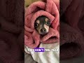 This Dog Has No Idea How Small It Is🐕🤏 #Chihuahua #shorts