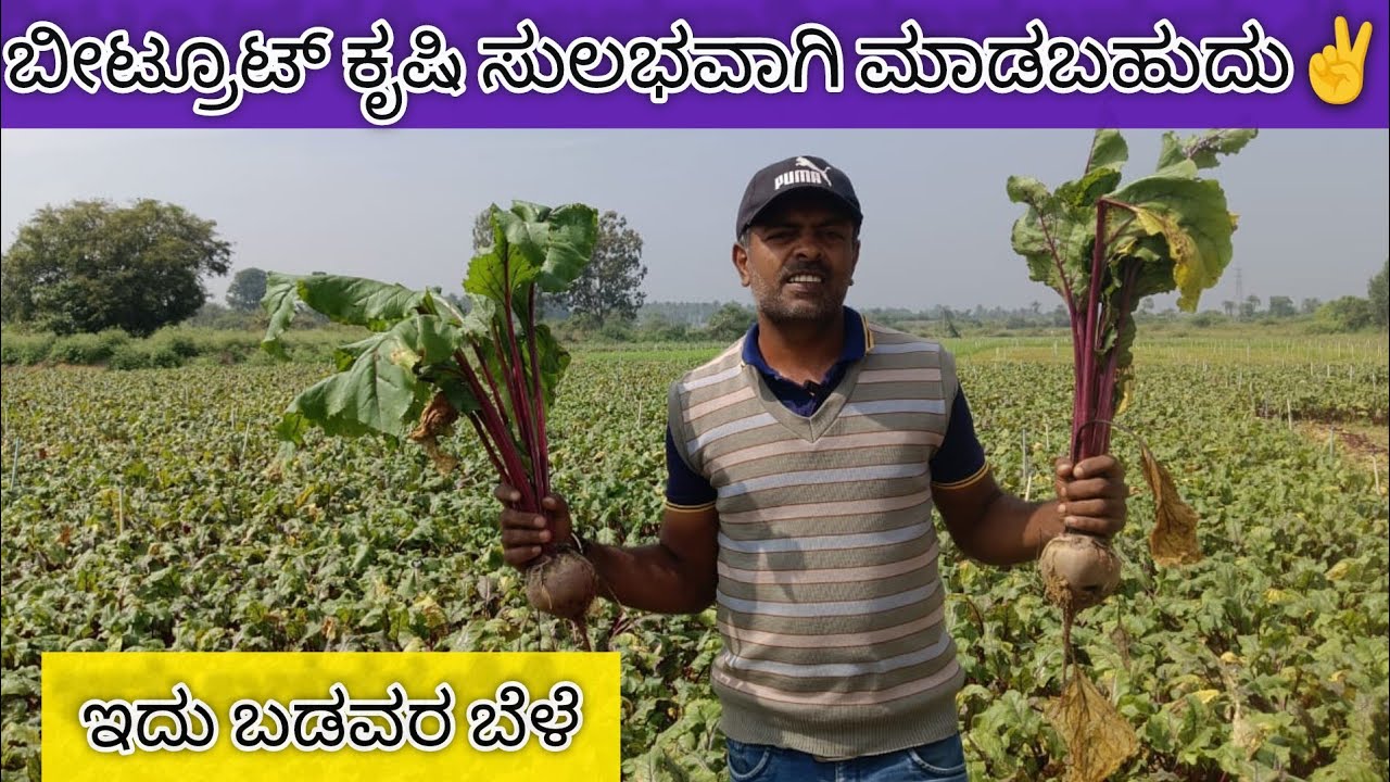 ಕಡಿಮೆ ನೀರು,ಬಂಡವಾಳ,ಬಲು ಬೇಗನೇ ಬೆಳೆಯಿರಿ.ಕೃಷಿ ಮಾಡೋದು ಹೇಗೆ ತಿಳಿಯಿರಿ .