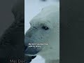 Polar bears have...interesting family bonding practices 🐻‍❄️ #HostilePlanet #NatGeoAnimals