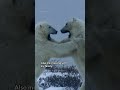 Polar bears have...interesting family bonding practices 🐻‍❄️ #HostilePlanet #NatGeoAnimals