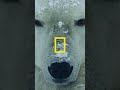 Polar bears have...interesting family bonding practices 🐻‍❄️ #HostilePlanet #NatGeoAnimals