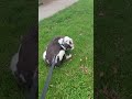 Amazon Com Customer Reviews PetSafe Gentle Leader No Pull Dog Headcollar The Ultimate Solution 