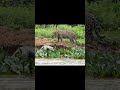El Rey del Amazonas el Jaguar 🐆 🐆 🐆 #amazonas #amazona #jaguar video RRSS
