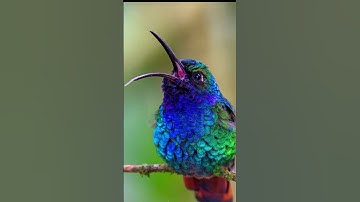 voice of humming bird