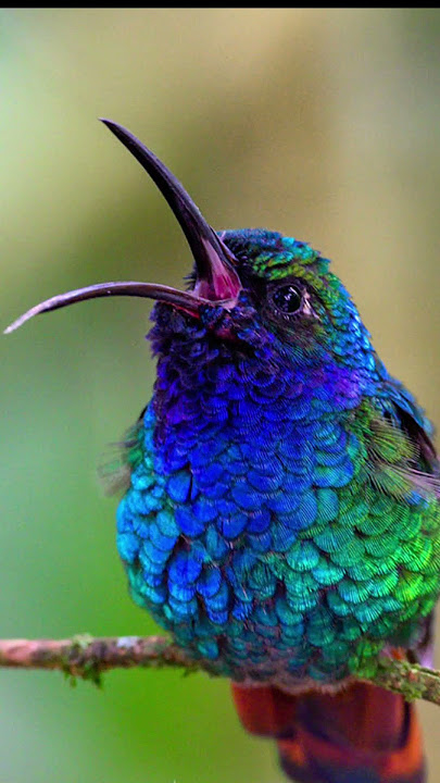suara burung kolibri