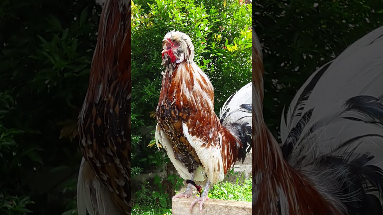 Suara kokok ayam poland 