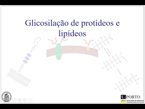 Vídeo: A Eliminação Da N-glicosilação Por Mutação No Local Prolonga Ainda Mais A Meia-vida Das Proteínas De Fusão IFN-α / Fc Expressas Em Pichia Pastoris