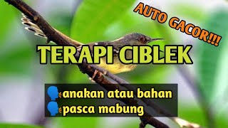 TERAPI MALAM HARI CIBLEK AUTO GACOR