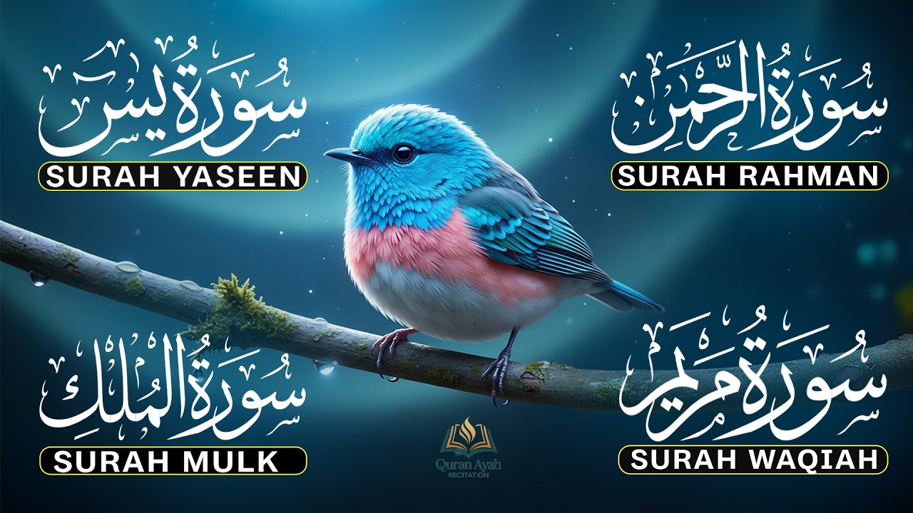 Beautiful Quran Tilawat, Surah Yaseen, Surah Rahman, Surah Waqiah, Surah Mulk by Alaa Aqel - EP-52