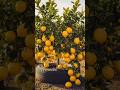 🍋🥚 Egg Se Lemon Grafting Ka Secret! 😲 30 Din Mein Zyada Phal 🌱✨ | Gardening Hack #Shorts