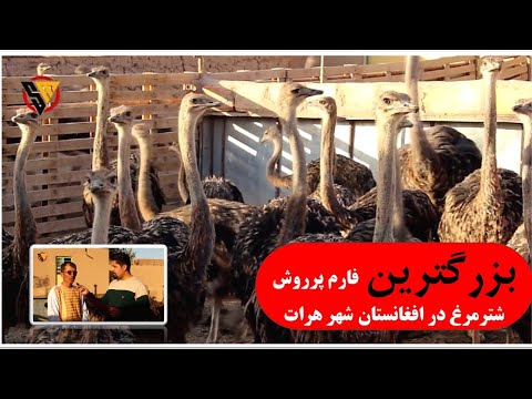 گزارش ویژه سلیم مقیمی از بزرگترین فارم پرورش شترمرغ در افغانستان