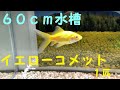 金魚　イエローコメット　レモンコメット　６０ｃｍ水槽