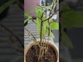 Leaf Sheath Explained in 45s | Botany Quick Revision | Monocot | Dracaena | Ornamental plant | NEET