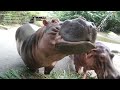 [ASMR] HIPPOPOTAMUS EATING (NO COMMENTARY) in ZOO NEGARA