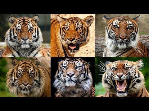 Vídeo: Diferença Entre Tigres De Bengala E Tigres De Sumatra