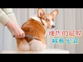 狗子没脸活了 烤焦的屁股被剪出2个大洞 狗子没脸活了 烤焦的屁股被剪出2个大洞