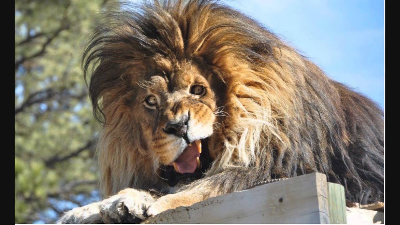 анекдот про накуренную ворону - YouTube