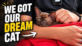 Is a Burmese Cat Right for You Our Honest Review After 3 Months