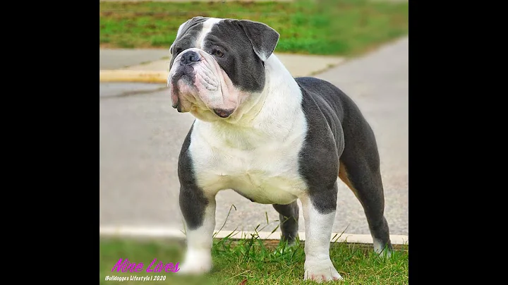 Olde English Bulldogge NINE LIVES