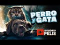 PERRO Y GATA  | RESUMEN EN 9 MINUTOS