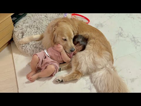 定期的に甘えにくる1歳児を母親のように受け入れて面倒を見てくれるゴールデンレトリバー