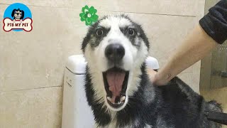 Bathing my Husky is a Battle | Funny Husky by PTB My Pet 227 views 3 years ago 2 minutes, 4 seconds