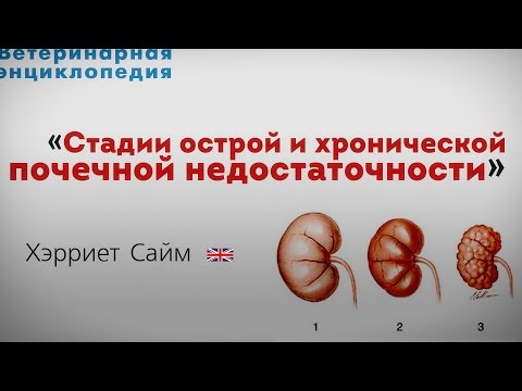 Стадии острой и хронической почечной недостаточности