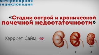 Стадии острой и хронической почечной недостаточности