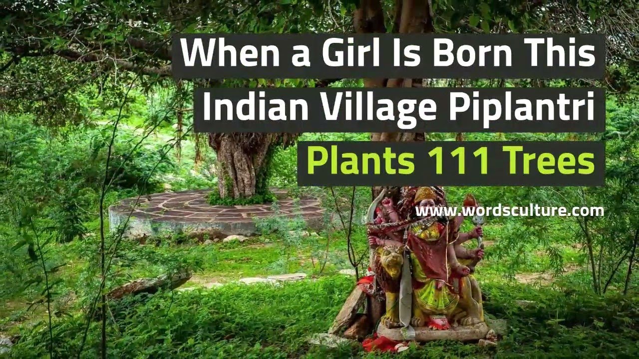 When a Girl Is Born This Indian Village Piplantri Plants 111 Trees ...