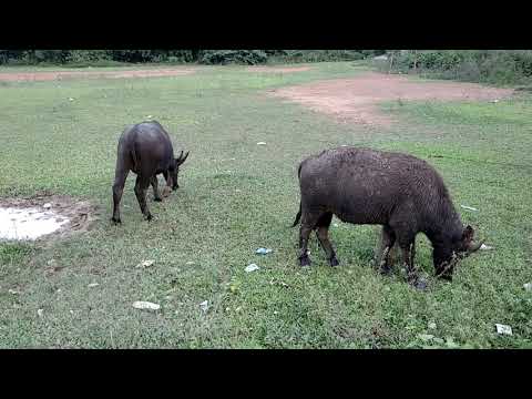Video Con trâu đang ăn cỏ (gặm cỏ non) video chú nghé con... - youtube