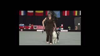 World Championship 2023 HTM, the final by The dancing Border Collies 475 views 1 year ago 5 minutes, 24 seconds