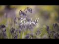 Bluebell | You don’t have to rush this moment (30 minute lofi soundscape)