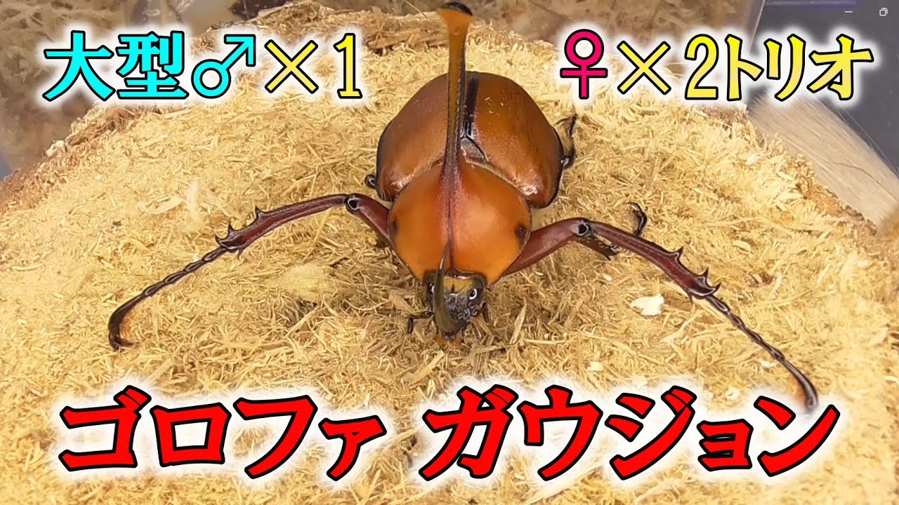12/12~1/5の入荷クワガタ紹介、17種類！【102mmスマトラヒラタクワガタ