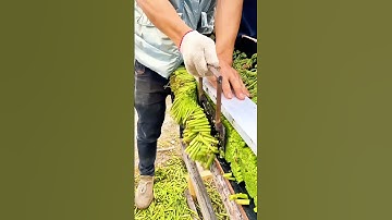 DIY Fern Trimming Tool: A crisp, fragrant wild veggie loved in springtime meals