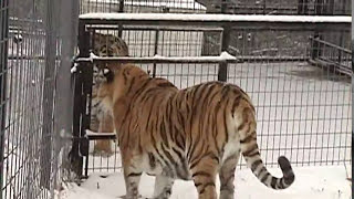 'Wintering with Tigers'