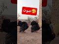 صوت الديك الرومي تربية الدجاج البلدي تربية الديك الرومي اكسبلور المغرب Viralvideo 
