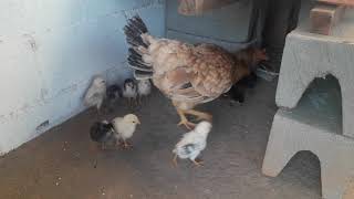 Galinha Chamando Pintinhos Para Uma Soneca Da Tardechicken Calling Chicks For An Afternoon Nap