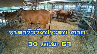 ราคาวัวตลาดนัดโค กระบือวังประจบ ตาก ( 30 เมษายน 2567 )