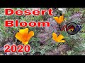Desert Flowers Bloom - Northern Arizona - March 2020