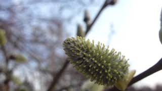 Midhurst Common  - Salix caprea - Goat willow - Selja - Skógartré